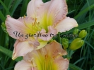 PINK AMBROSIA