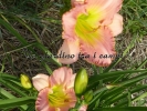 PINK AMBROSIA