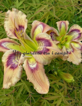 RAINBOW FLOWER