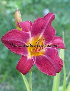 RED VOLUNTEER