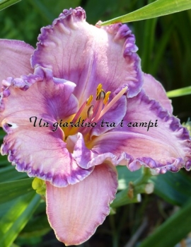 REFLECTIONS IN WATER