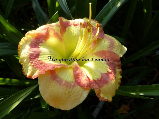 ROSEATE STAINED GLASS