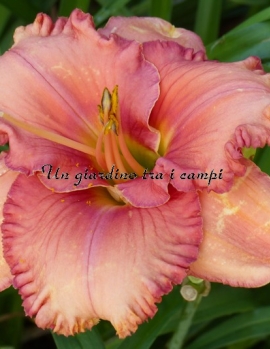 ROSE COLORED GLASSES