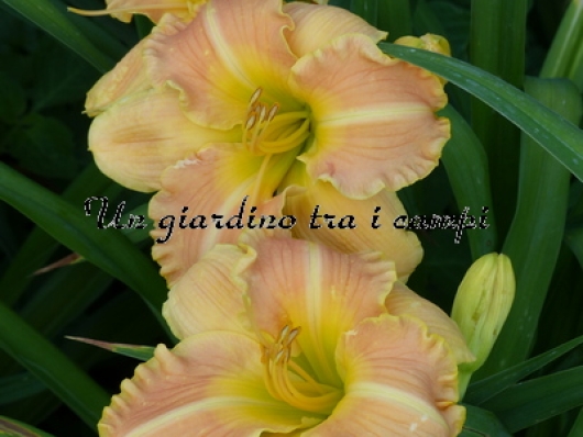 SAHARA SAND STORM SAHARA SAND STORM