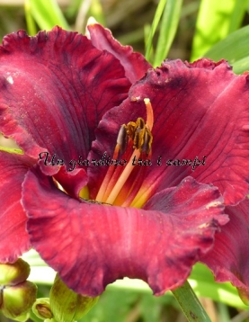 SANTA'S LITTLE HELPER