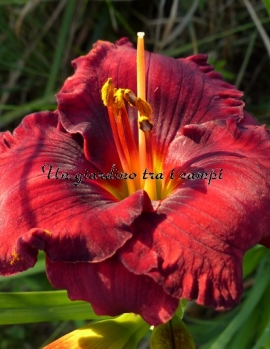 SANTA'S LITTLE HELPER