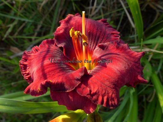 SANTA'S LITTLE HELPER