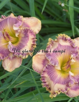 SAPPHIRE SUMMER