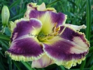 SOUTHERN DAZZLE