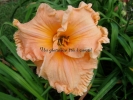 SPACECOAST COTTON CANDY