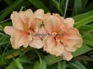 SPACECOAST COTTON CANDY