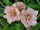SPACECOAST COTTON CANDY