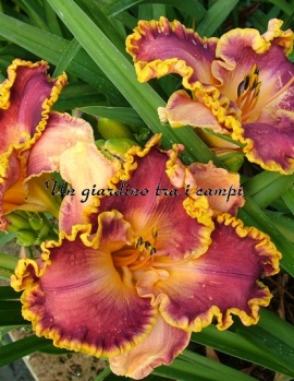 SPACECOAST CRANBERRY KID