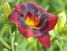 SPACECOAST DEVIL'S EYE