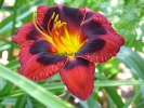SPACECOAST DEVIL'S EYE