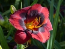 SPACECOAST DEVIL'S EYE