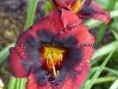 SPACECOAST DEVIL'S EYE