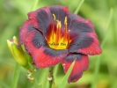 SPACECOAST DEVIL'S EYE