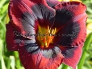 SPACECOAST DEVIL'S EYE
