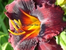 SPACECOAST DEVIL'S EYE