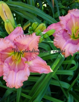 SPACECOAST DREAM CATCHER