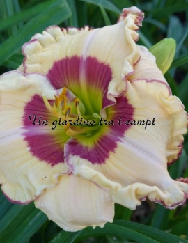 SPACECOAST EYE FOR PASSION