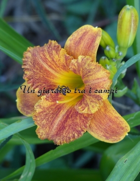 SPACECOAST FREAKY TIKI