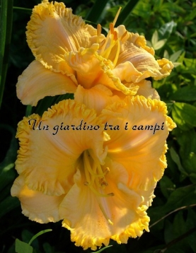 SPACECOAST GOLD BONANZA