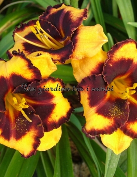 SPACECOAST PANSY PINAFORE