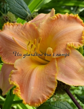 SPACECOAST PINK LADY