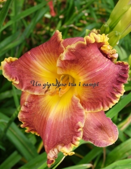 SPACECOAST ROYAL RANSOM