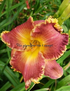 SPACECOAST ROYAL RANSOM