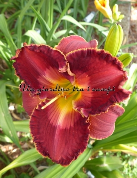 SPACECOAST VELVET VALENTINE