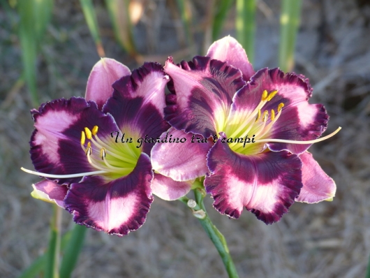 SPACE WARP SPACE WARP