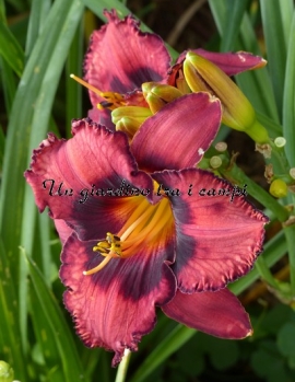 STRAWBERRIES AND CHOCOLATE