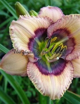 TETRA CRYSTAL BLUE PERSUASION