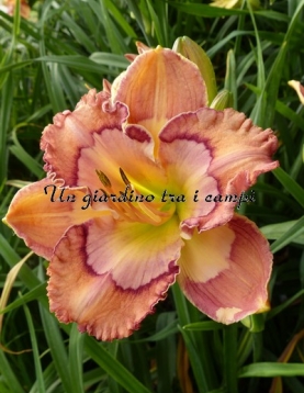 TETRA COSMIC KALEIDOSCOPE  