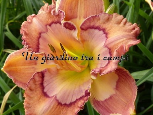 TETRA COSMIC KALEIDOSCOPE  