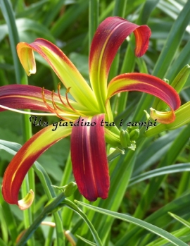 TETRA GREAT RED DRAGON