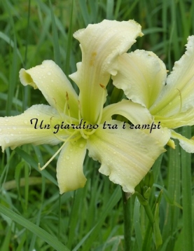 TETRA HEAVENLY ANGEL ICE