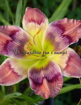 TETRA KALEIDOSCOPE PUZZLE