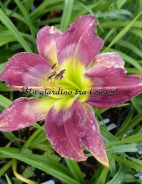 TETRA MIDNIGHT MIRROR