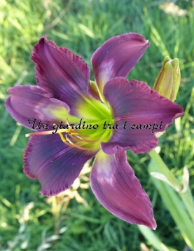 TETRA MIDNIGHT MIRROR