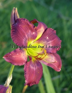 TETRA MIDNIGHT MIRROR