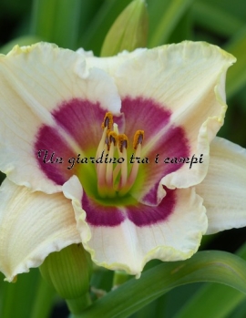 TETRA SILOAM GUMDROP