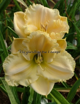 TETRA SILOAM RALPH HENRY