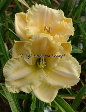 TETRA SILOAM RALPH HENRY