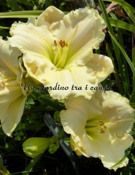 TETRA SILOAM RALPH HENRY