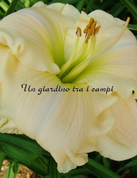 TETRA SILOAM RALPH HENRY