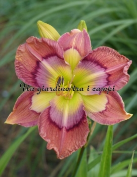 TETRA TEXAS KALEIDOSCOPE